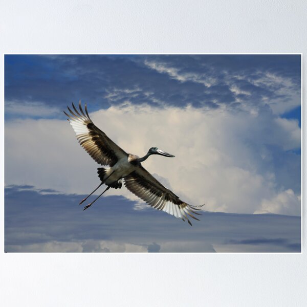Young Jabiru Poster