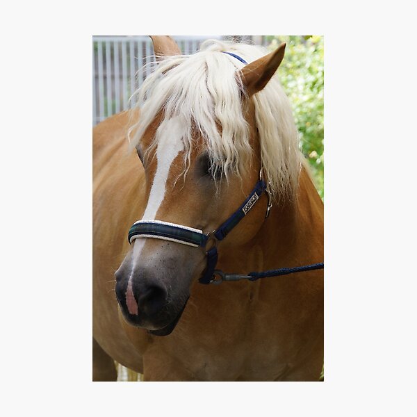 Item preview, Haflinger designed and sold by Jaycee2009.