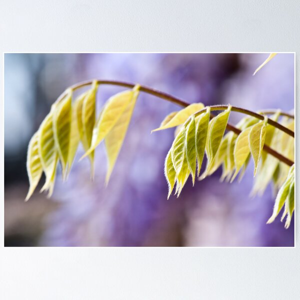 Artikelvorschau, Wisteria Leaves entworfen und verkauft von Wealie.