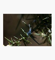 Sparkly Spike Photographic Print