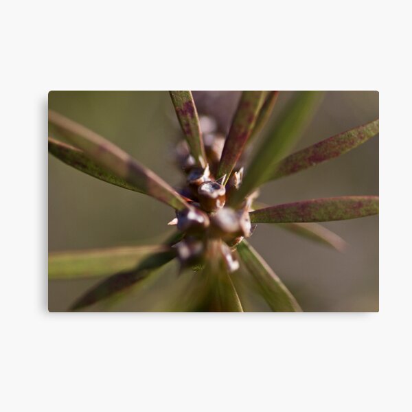 Item preview, Spiky Seed designed and sold by Wealie.