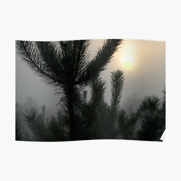 Sunrise from mist and pines Poster