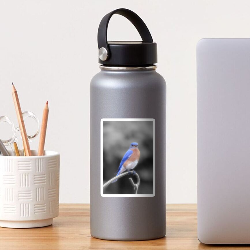Bird on Feeder Sticker