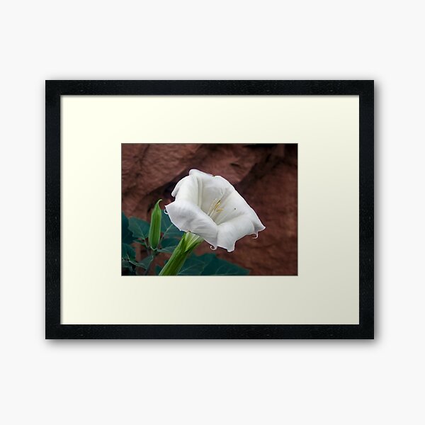 Aperçu de l'œuvre Moonflower dans Moonflower Canyon près de Moab, Utah créée et vendue par Kenneth Keifer.