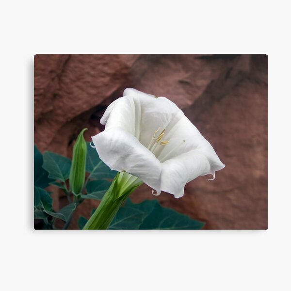 Aperçu de l'œuvre Moonflower dans Moonflower Canyon près de Moab, Utah créée et vendue par Kenneth Keifer.