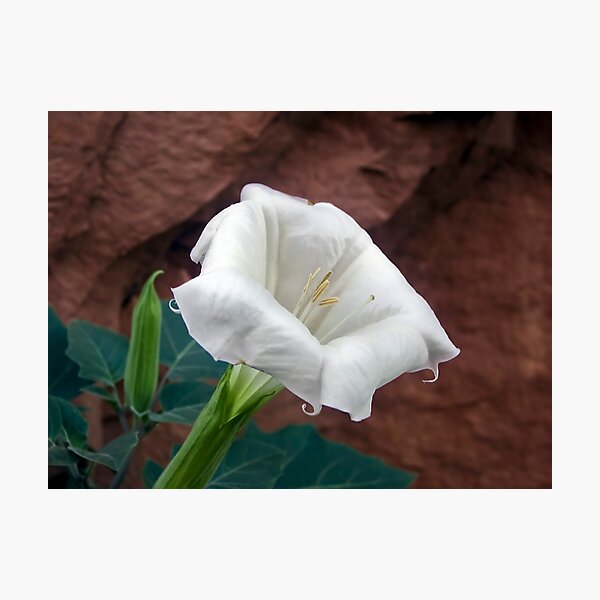 Aperçu de l'œuvre Moonflower dans Moonflower Canyon près de Moab, Utah créée et vendue par Kenneth Keifer.
