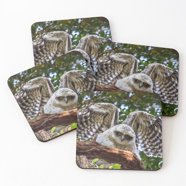 Item preview, Powerful Owl juvenile, (Ninox strenua),  designed and sold by Normf.