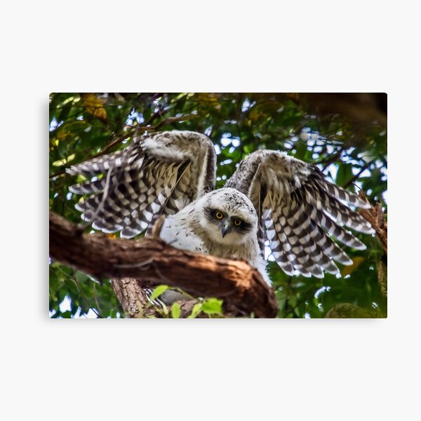Powerful Owl juvenile, (Ninox strenua), Canvas Print