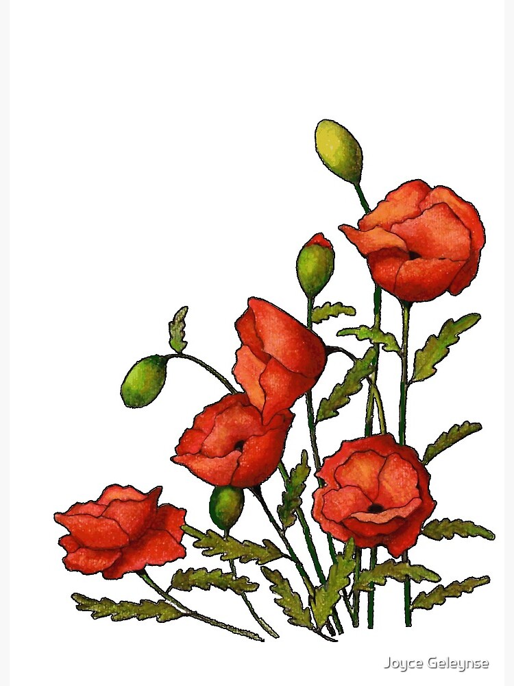 Red Poppies Drawing Flowers Floral Art Poppy Art Board Print By Joyce Redbubble