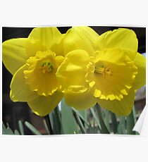 Two Daffodils - NYC - 4-11 Poster