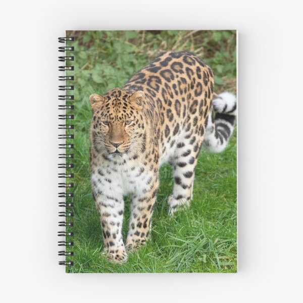 Item preview, Amur leopard designed and sold by Itsgrimupnorth.