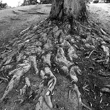 Artwork thumbnail, Flowing Roots by James2001