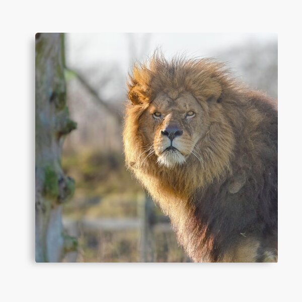 Item preview, Majestic male lion designed and sold by Itsgrimupnorth.