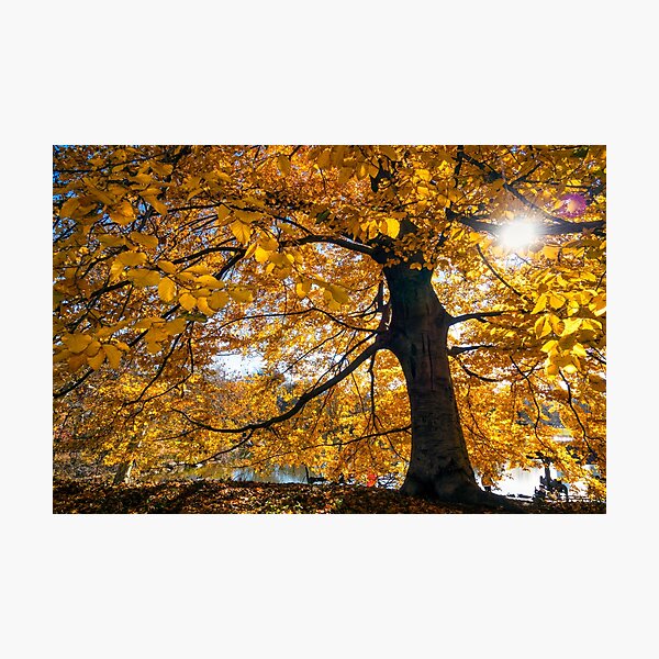 Item preview, Golden sunshine in the fall in Central Park, New York designed and sold by Itsgrimupnorth.