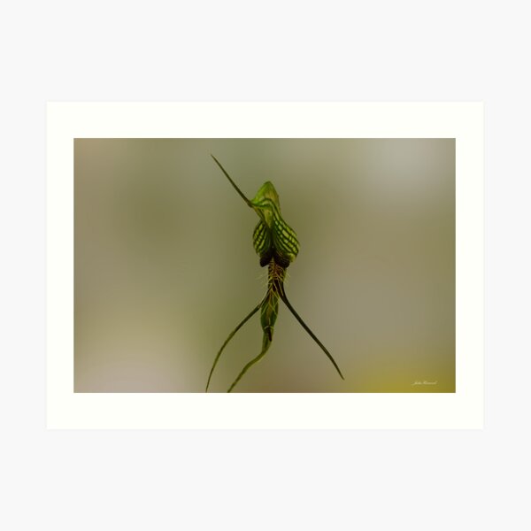 Bird Ochid, Pterostylis barbata Art Print