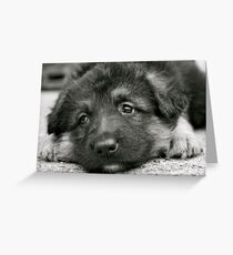 Puppy Dog Eyes- (black and white) Greeting Card