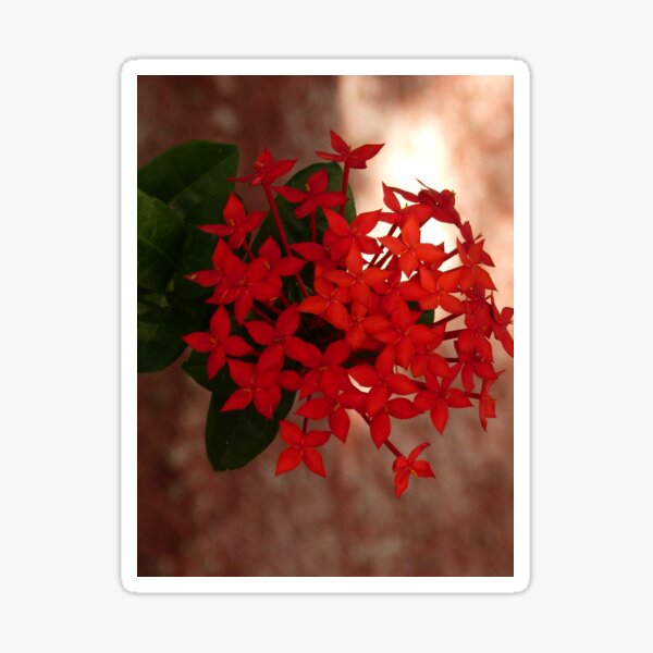flower - flor Sticker