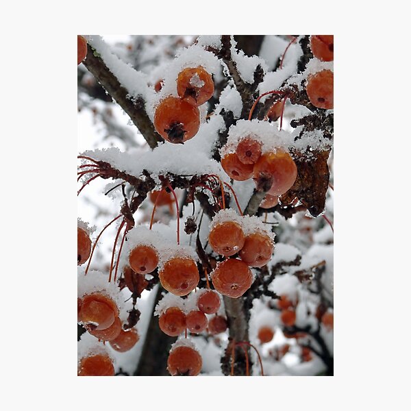 Item preview, Frozen berries on a tree designed and sold by cuisinecat2.