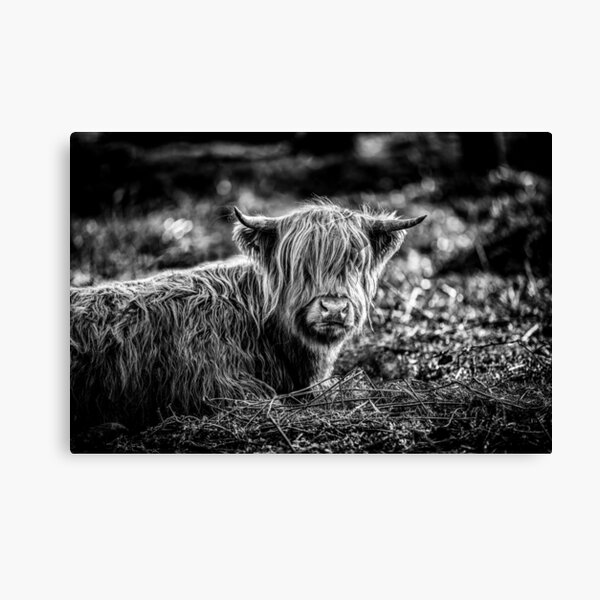 Item preview, Highland Cow Black and White designed and sold by RKSDESIGN.