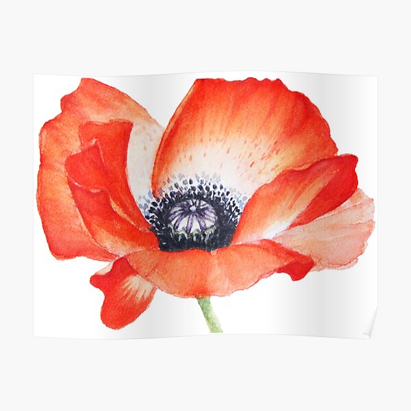 Red Poppy Seed Flower Watercolor Painting Poster