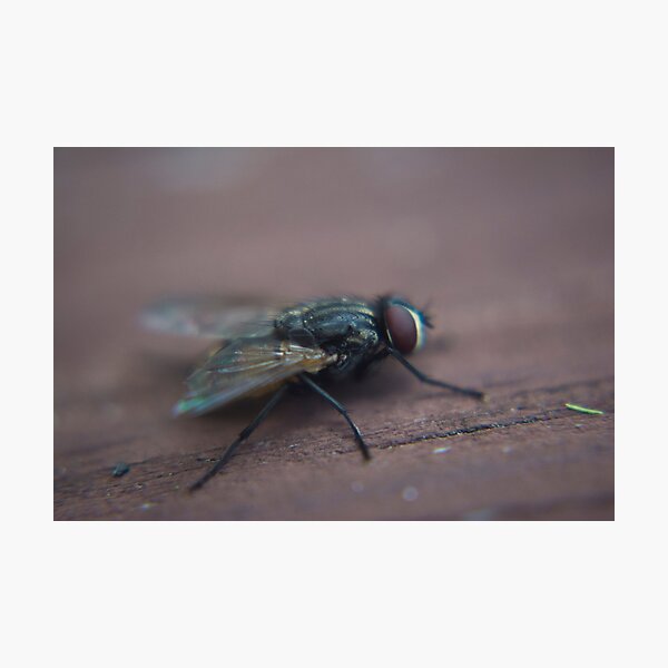 Item preview, Macro Shot Of A Fly On A Picnic Table. designed and sold by JmanInABox.