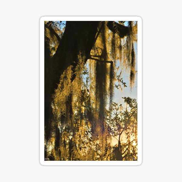 Item preview, Spanish Moss Vertical 2 designed and sold by LisaWootenPhoto.