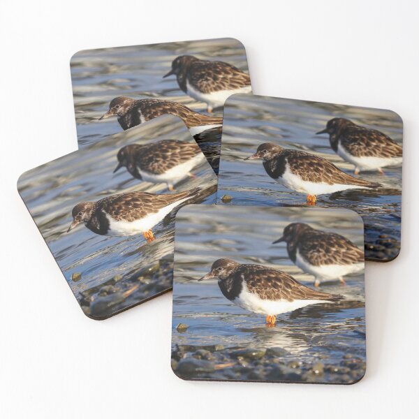 Item preview, Ruddy turnstones designed and sold by GreyFeatherPhot.