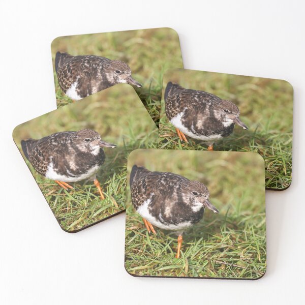 Item preview, Turnstone on the shore designed and sold by GreyFeatherPhot.