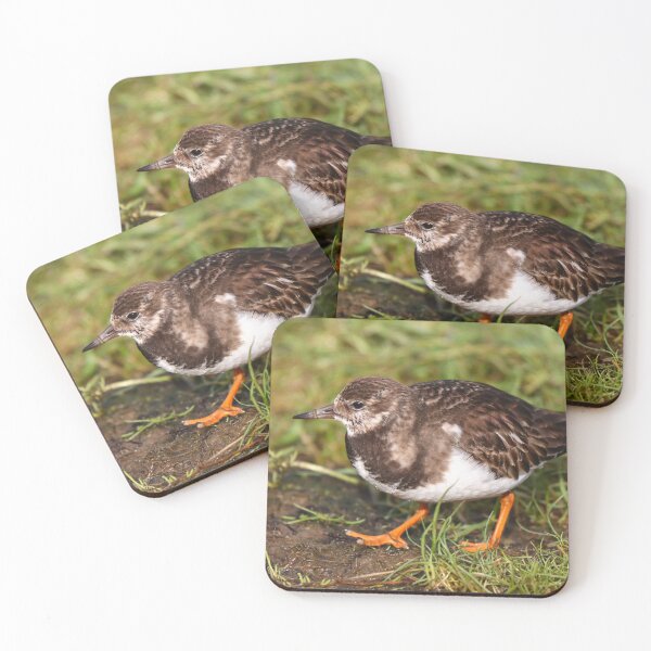 Item preview, Turnstone designed and sold by GreyFeatherPhot.