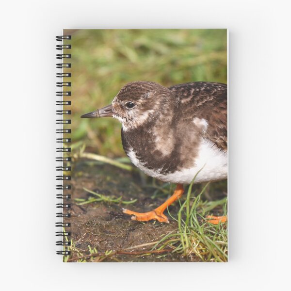 Item preview, Turnstone designed and sold by GreyFeatherPhot.