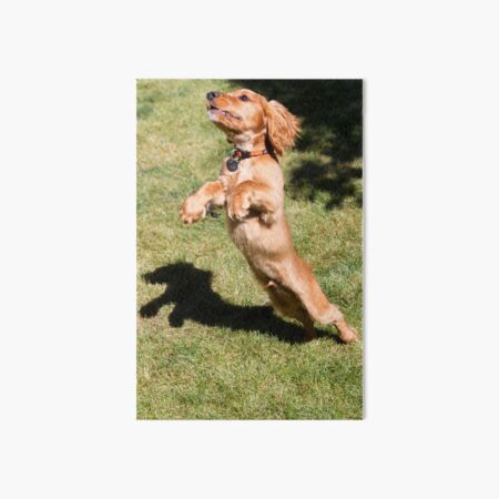 Casper the Cocker Spaniel Leaping Art Board Print