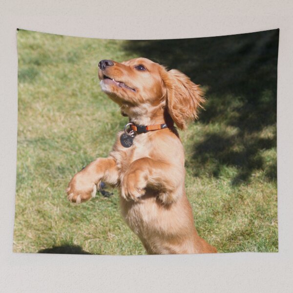 Item preview, Cocker Spaniel Puppy Leaping designed and sold by FOLK ART FUSION by heidiannemorris.