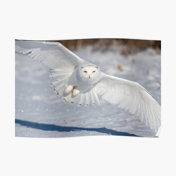 Snowy Owl in flight Poster