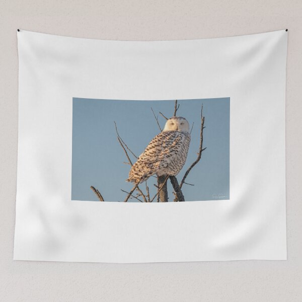 Item preview, Snowy Owl morning light designed and sold by Simpsonwildlife.