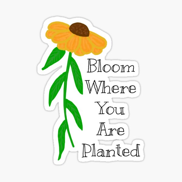 Bloom where you are planted Sticker for Sale by Design Dreamer