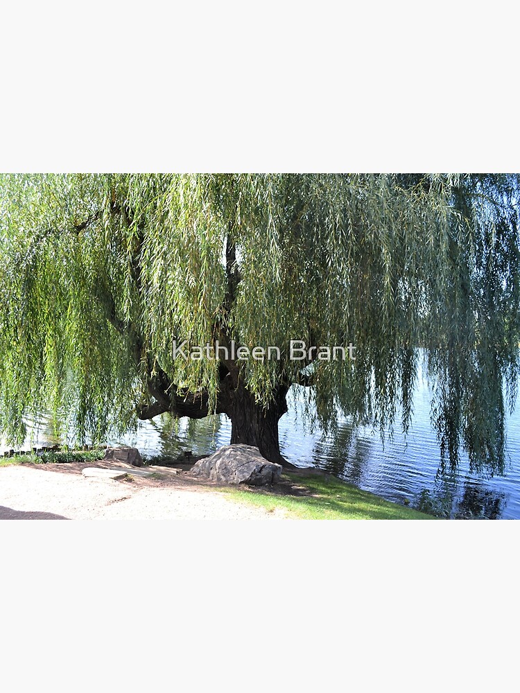Old Weeping Willow Tree Photographic Print for Sale by Kathleen Brant