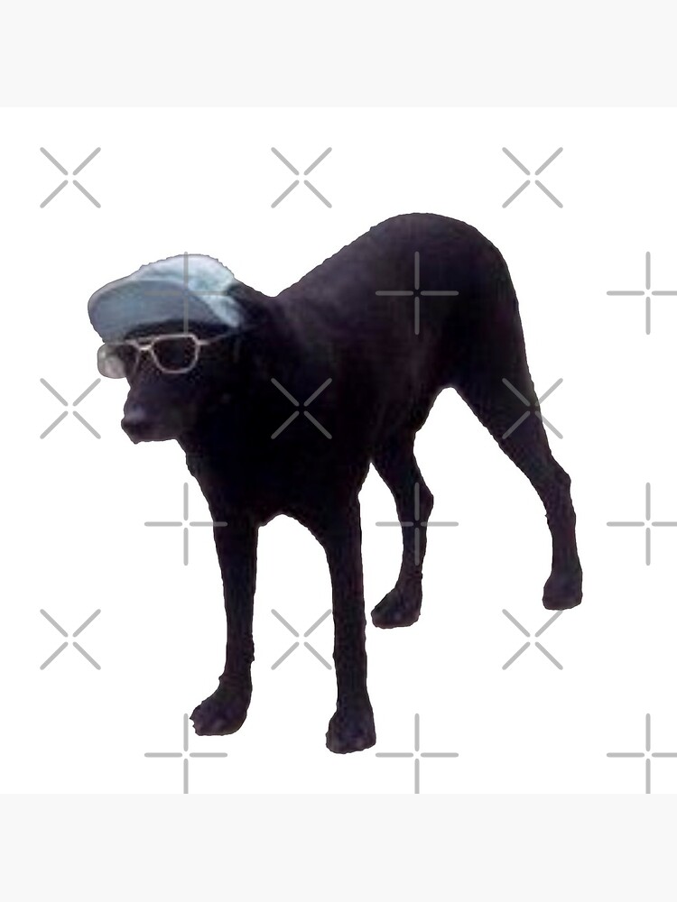 dog with hat + glasses\