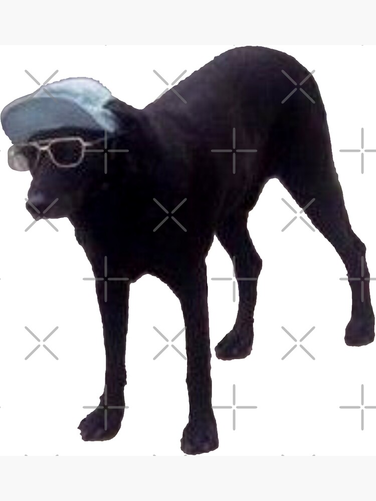 Dog with 2025 glasses and hat