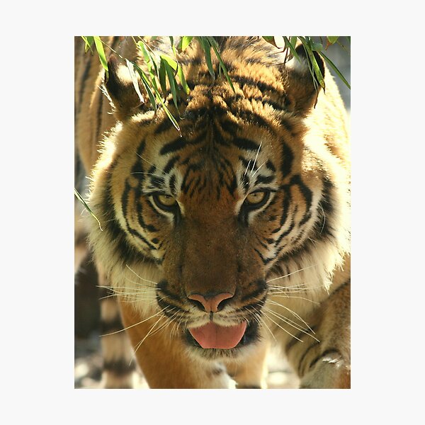 Tuan the Magnificent Photographic Print