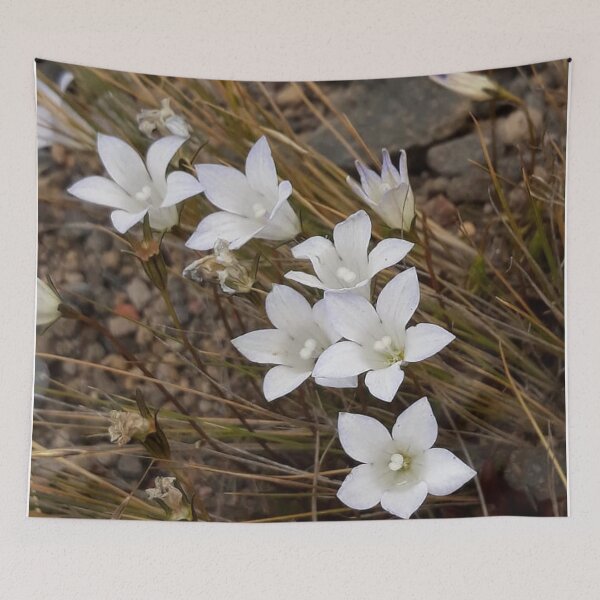 Item preview, Stunning Alpine Flowers - New Zealand Harebell Wahlenbergia albomarginata designed and sold by Bali2020.