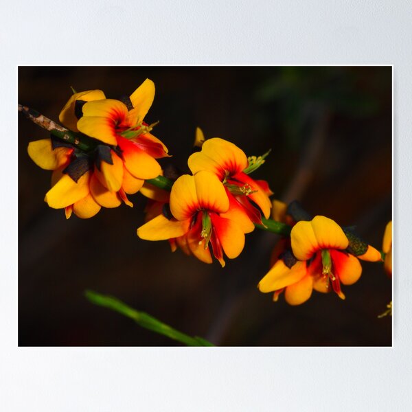Item preview, pea flower ?Chorizemia cordatum designed and sold by peterbeaton.