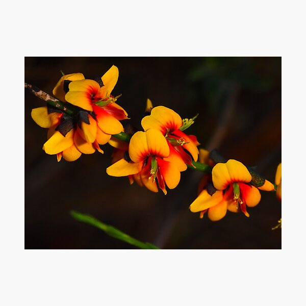 Item preview, pea flower ?Chorizemia cordatum designed and sold by peterbeaton.