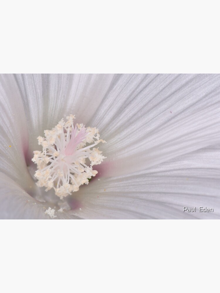 Thumbnail 7 of 7, Framed Art Print, Crystal Flower designed and sold by Paul Eden.