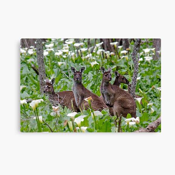 Kangaroos in the Tuart Forest Canvas Print