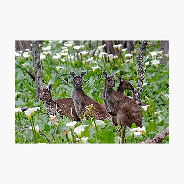 Kangaroos in the Tuart Forest Photographic Print