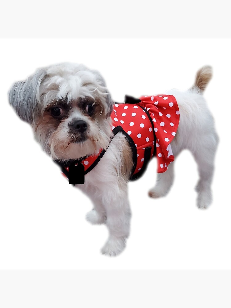 minnie mouse dog coat