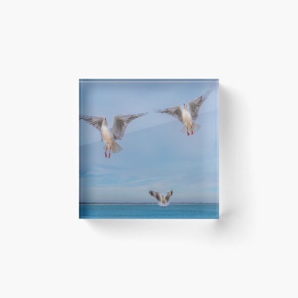 Item preview, Seagull Angels designed and sold by Leanne Van Den Berg.