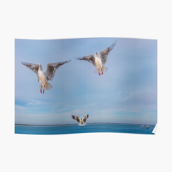 Seagull Angels Poster