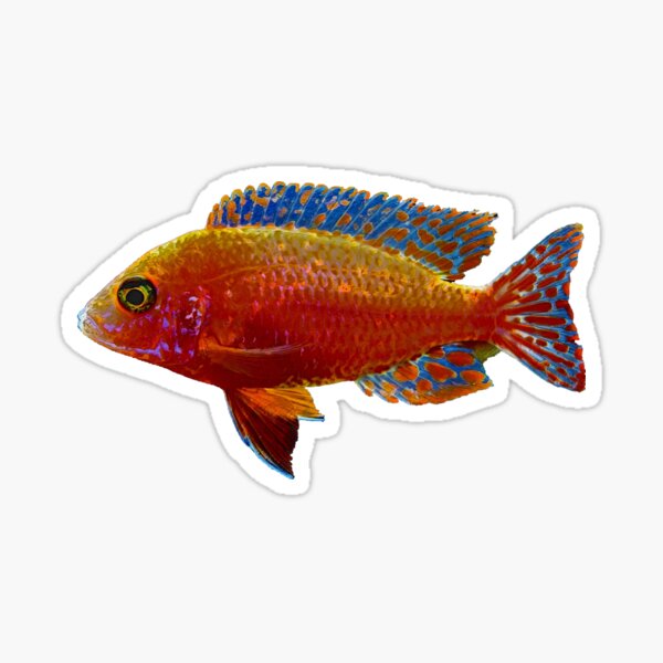 Peacock Cichlid Sticker