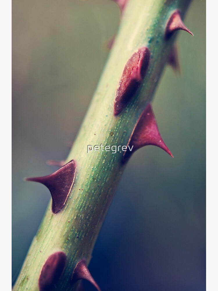 Day 77 - 25th September 2011 by petegrev